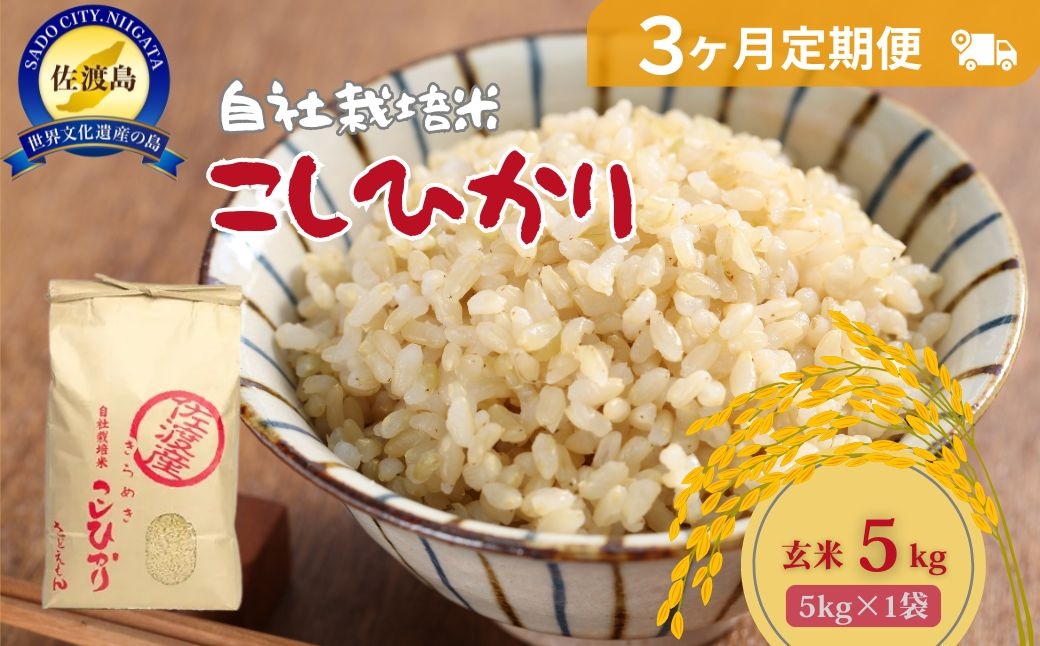 
                  【3か月定期便】佐渡産コシヒカリ 玄米 合計15kg（5kg×全3回）自社栽培米 単一原料米 | 新潟県産コシヒカリ 新潟産コシヒカリ 新潟コシヒカリ 佐渡産コシヒカリ 新潟県産こしひかり 佐渡産こしひかり お米 米 こしひかり 玄米 げんまい おこめ コメ 5キロ にいがた さど 新潟県 佐渡市
                
