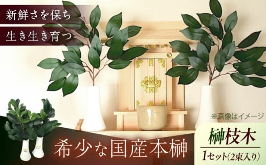 植物 備後・榊（サカキ）切り枝 １束サイズ1セット（2束入り）植物 神棚 祭壇 起工式 地鎮祭 真榊台 神聖 榊 本榊 さかき サカキ セット そのまま すぐお供え 祀る 神具 国産 玉串  木 葉 枝葉 商標登録 福の山 備後 切り枝 枝 季節 変化 国産本榊 新鮮 鮮度 品質 価値 稀少 丁寧 丹精 立体的 ふくらみ 高品質 一貫体制 管理 広島県福山市/小林商事 [BAEA010]