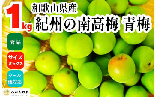 
                  青梅 南高梅 約1kg 秀品 サイズミックス  和歌山県産 A品 梅酒作り用 梅ジュース作り用
                