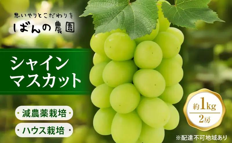 ぶどう 2026年 先行予約 シャインマスカット 約1kg 2房  岡山県産 シャインマスカット