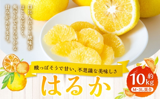 【 酸っぱそうで甘い、不思議な美味しさ 】 はるか 約10kg みかん ミカン 柑橘 柑橘類 柑橘系 くだもの 果物 フルーツ 果実 果汁 果肉 国産 愛媛県産 【 2027年2月上旬～3月下旬発送予定 】 ( 1057 )