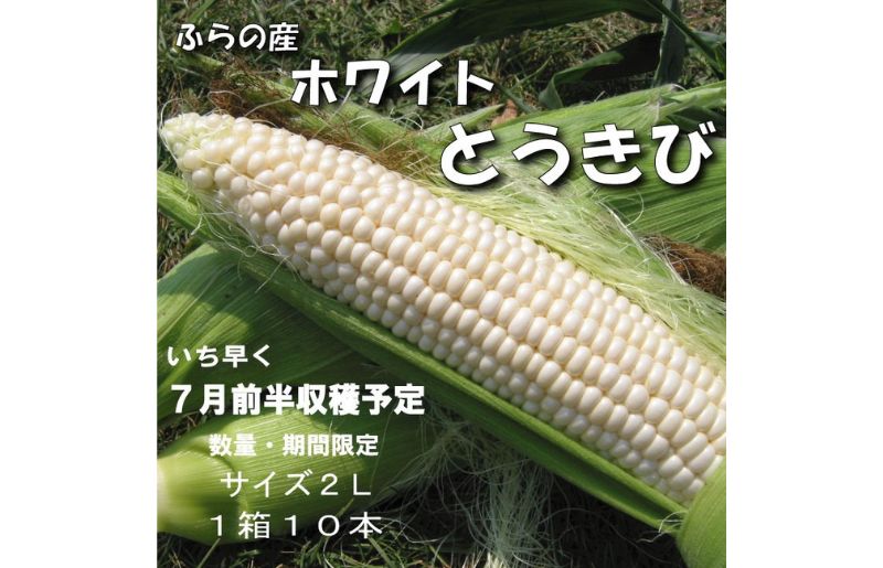 2026年夏発送【数量・期間限定】一足早く7月前半出荷予定 