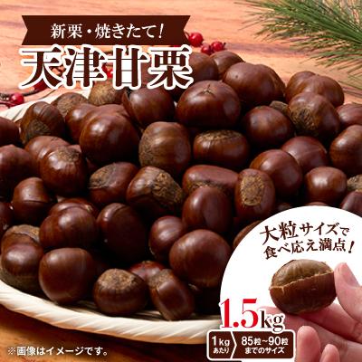 ふるさと納税 茨木市 【1.5kg】新栗ビックサイズ!!焼きたて!!天津甘栗　大粒サイズ　期間限定でお届けします。