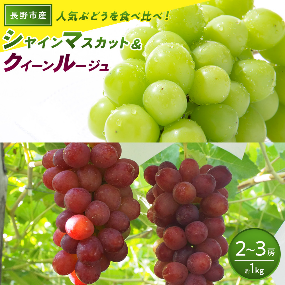 長野市産 クイーンルージュ(R)＆シャインマスカット 1kg【2026年9月中旬以降出荷分】 |  ぶどう クイーンルージュ 希少 シャインマスカット 人気 おすすめ 葡萄 ブドウ フルーツ 果物 食べ比べ 皮ごと 種なし 糖度 ギフト プレゼント 長野県 長野市 信州 信濃 ふるさと納税