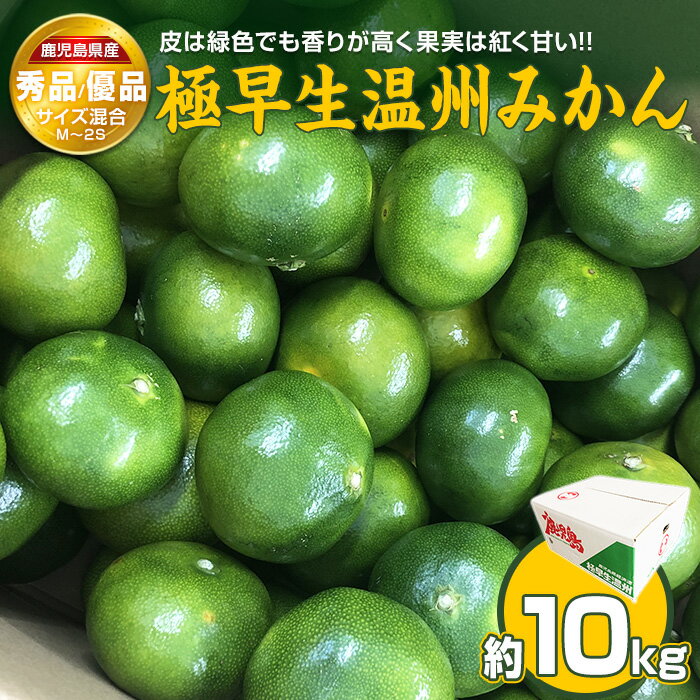 【ふるさと納税】＼9月10日までの数量限定／ 極早生温州みかん 10kg 秀品・優品 M～2Sサイズ 香りが高く果実は紅く甘い 国産 鹿児島県産 長島町 フルーツ 柑橘 みかん 温州 柑橘【鹿児島いずみ農業協同組合】ja-1367