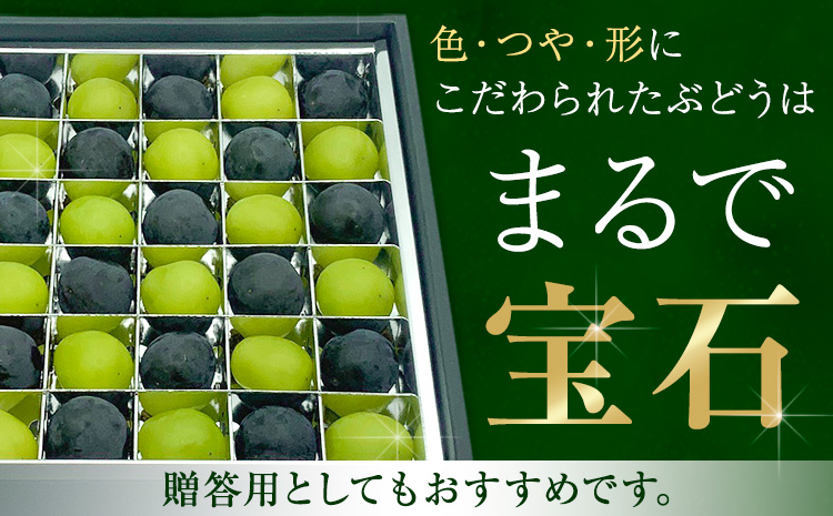【先行予約】ぶどうの宝石箱 1箱 36粒 たけまさぶどう園 《8月上旬-10月中旬頃出荷》岡山県 浅口市 シャインマスカット ニューピオーネ オーロラブラック フルーツ 果物 くだもの ぶどう マスカ