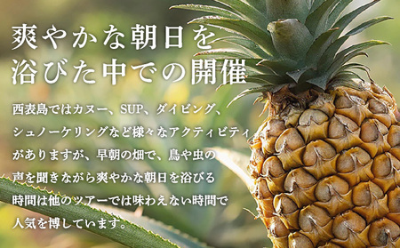 パイナップル収穫体験【4名】爽やかな朝日を浴びた中での開催♪（4月25日～6月15日開催）