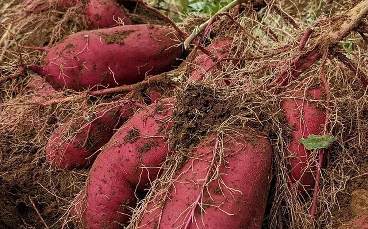  茨城県産 熟成さつまいも ( 紅はるか ) SS〜3Lサイズ訳アリ7kg ( 箱入り )【 紅はるか さつまいも サツマイモ おやつ スイーツ 甘味 デザート 訳アリ 訳あり 10000円 茨城県 