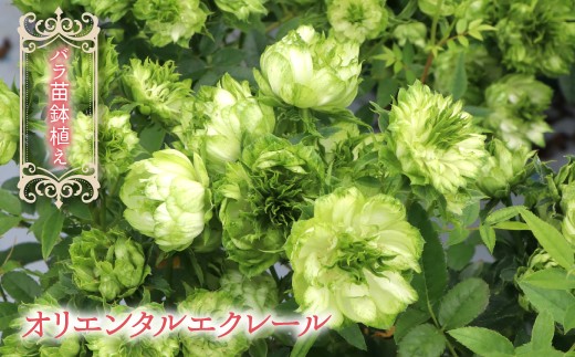 バラ苗鉢植え「オリエンタルエクレール」057-051