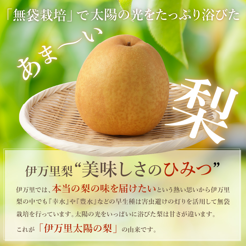 【2025年産先行予約】伊万里梨「王秋」 約5kg  B163_イメージ5