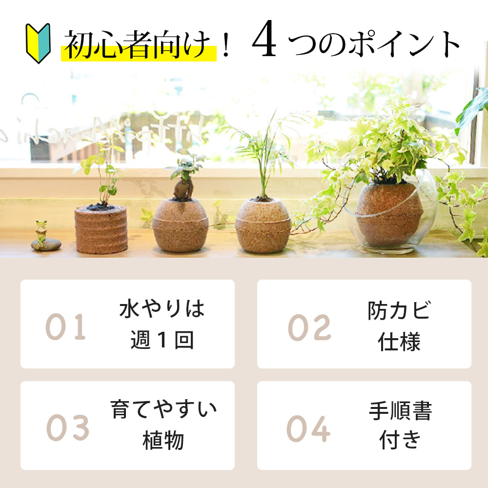 【母の日】アクアプラントポット®　玉Ｍ（ブラック） 植木鉢　パキラ（2094）