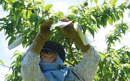森岡祥章観光農園さん