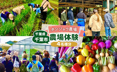 タンジョウ農場 農場体験 家族4名様分 体験 農業体験 チケット ランチ スイーツ 野菜のおみやげ付 千葉市 千葉県
