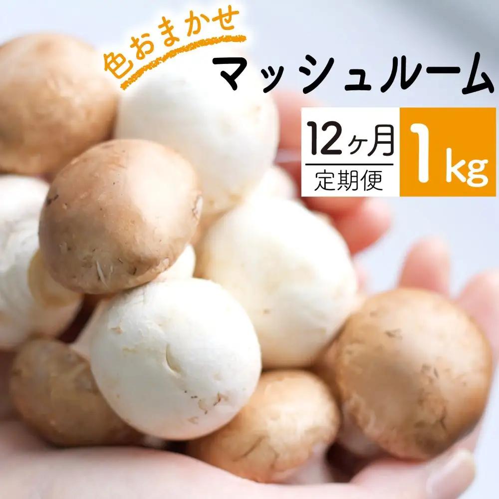 岩手県産 八幡平マッシュルーム 1kg 12ヶ月定期便 《毎月中旬に発送予定》 ※色はおまかせ 【ジオファーム】