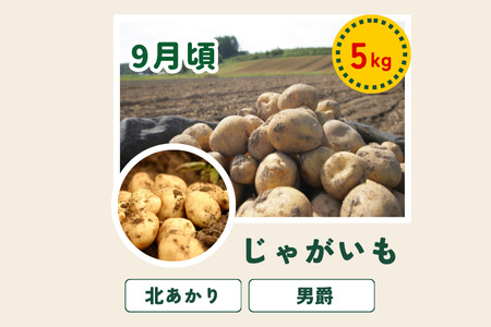 野菜セット 4回 定期便  旬な野菜 新鮮 白樺 美瑛の四季【令和8年産予約受付】 