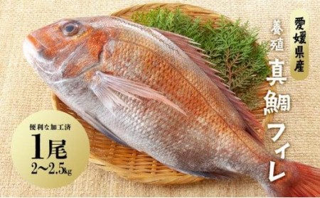 【愛媛県産】養殖真鯛フィレ2枚（お頭付き冷凍）鮮魚 鯛 HACCP認定 【GK001_x】