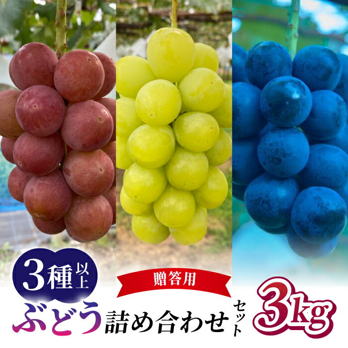 【ふるさと納税】先行受付2026年発送【おぎはら園】農家直送！贈答用ぶどう詰め合わせセット 3kg（3種以上、6〜10房）（シャインマスカット、種なし巨峰、ナガノパープル 、クイーンニーナ、クイーンルージュ(R)）　※2026年9月中旬～10月上旬順次発送