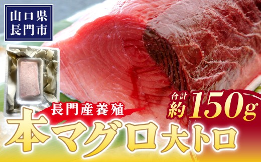 
                  長門産養殖本マグロ 大トロ柵 150g 【マグロ 刺身 まぐろ 柵 冷凍 トロ 大トロ 鮪 山口県 長門市 油谷産 希少 養殖 脂乗り抜群 とろける ギフト 贈答】
                