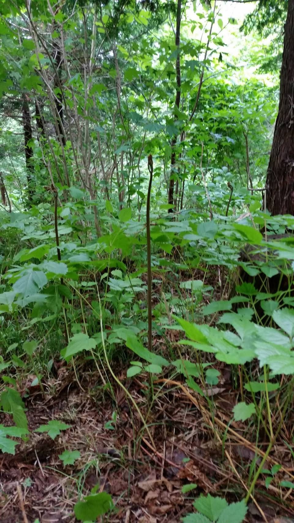遠野市の山奥に自生する天然のわらびです。