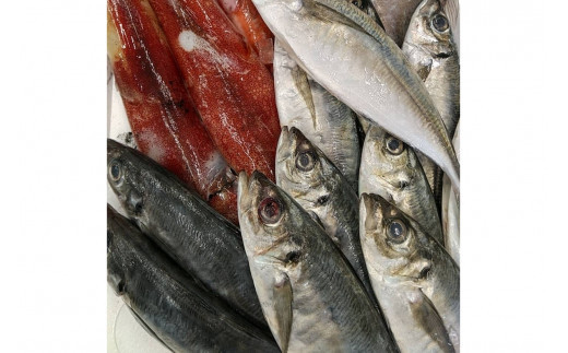 
            旬の鮮魚1.2～3.5kgつめあわせ◎創業令和3年の鮮魚屋さん厳選セット 魚介類 鮮魚 海産物 魚 詰合せ 旬 セット 【171_1641】
          