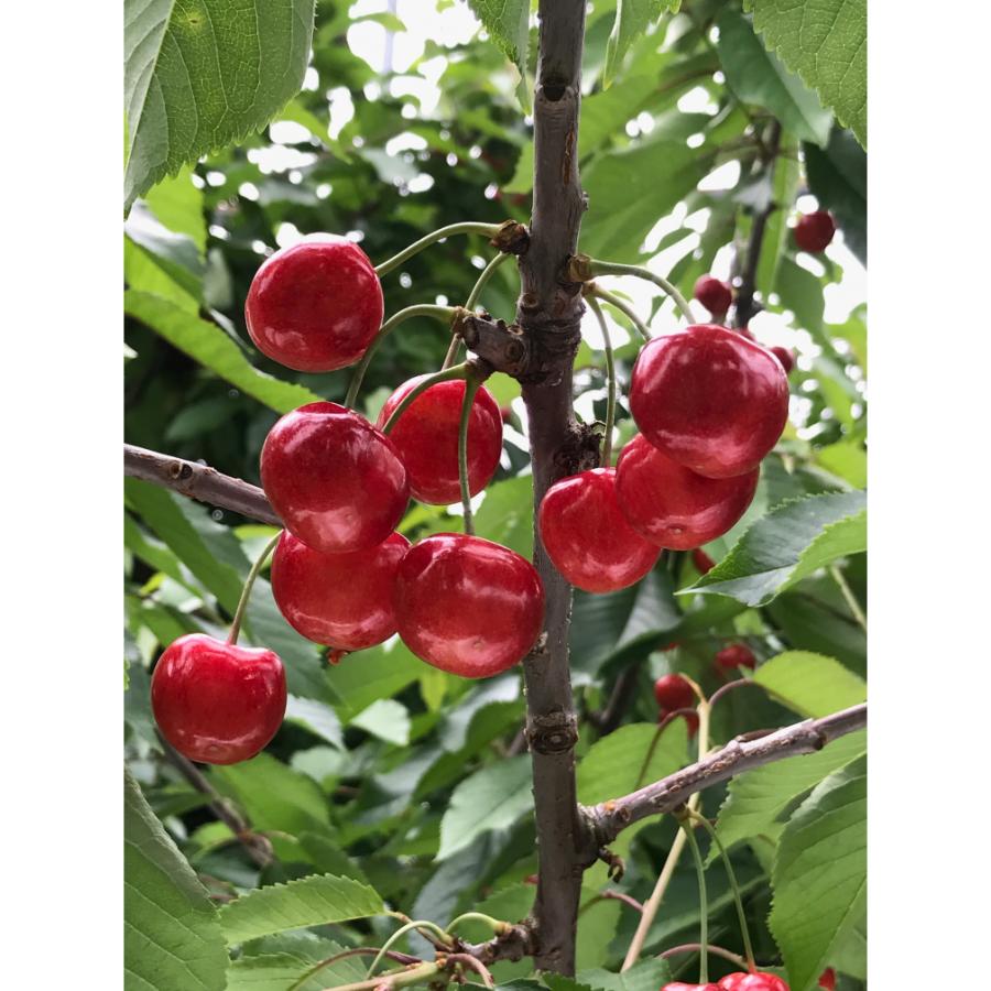 ＜アンスリーファーム＞佐藤錦　秀　Lサイズ　バラ　300ｇ