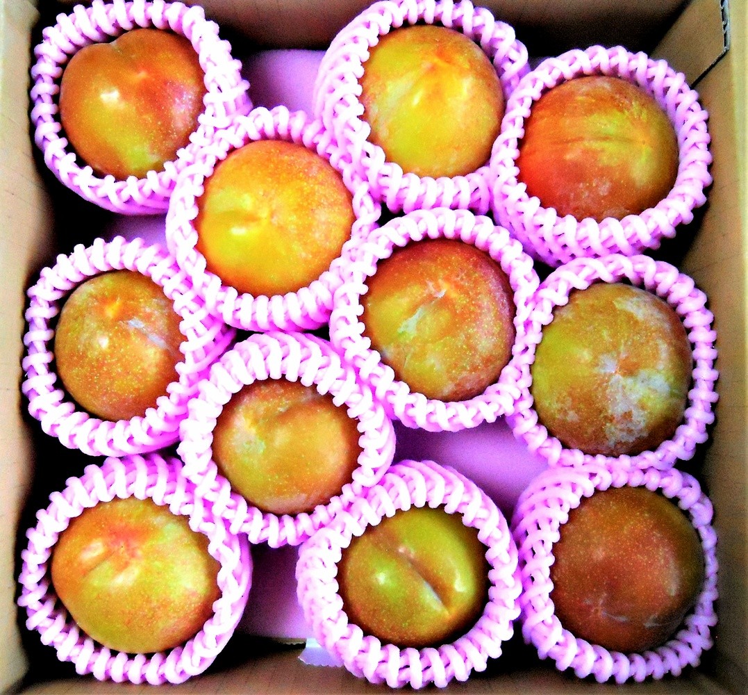 
                  すもも（秋姫）１.５ｋｇ　0017-2606
                