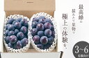 【ふるさと納税】 ぶどう ピオーネ 約1.1kg 大粒 種無し 2房 フルーツ 果物 葡萄 黒ぶどう 産地直送 2025年発送 数量限定 期間限定 自然農法 山梨 甲州市産 贈答 ギフト 家庭用 8月 9月 発送 （BNC） 【C5-450】