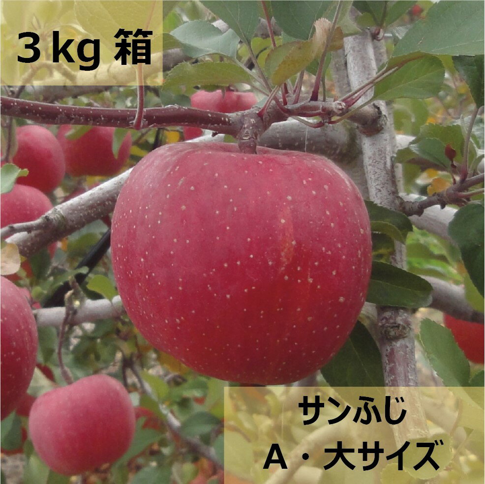 【ふるさと納税】【先行受付：2025年11月発送】【選べる】【訳アリ】信州松本のりんご「サンふじ」約3kg（7～12玉）or 約5kg（11～20玉）｜ふるさと納税 信州産 長野県 松本市 訳アリ サンふじ りんご リンゴ 林檎 果物 フルーツ くだもの