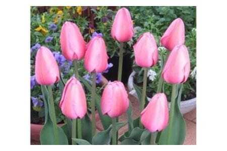  【期間限定】チューリップ球根（特大球） 100球入 新潟県花卉球根農業協同組合