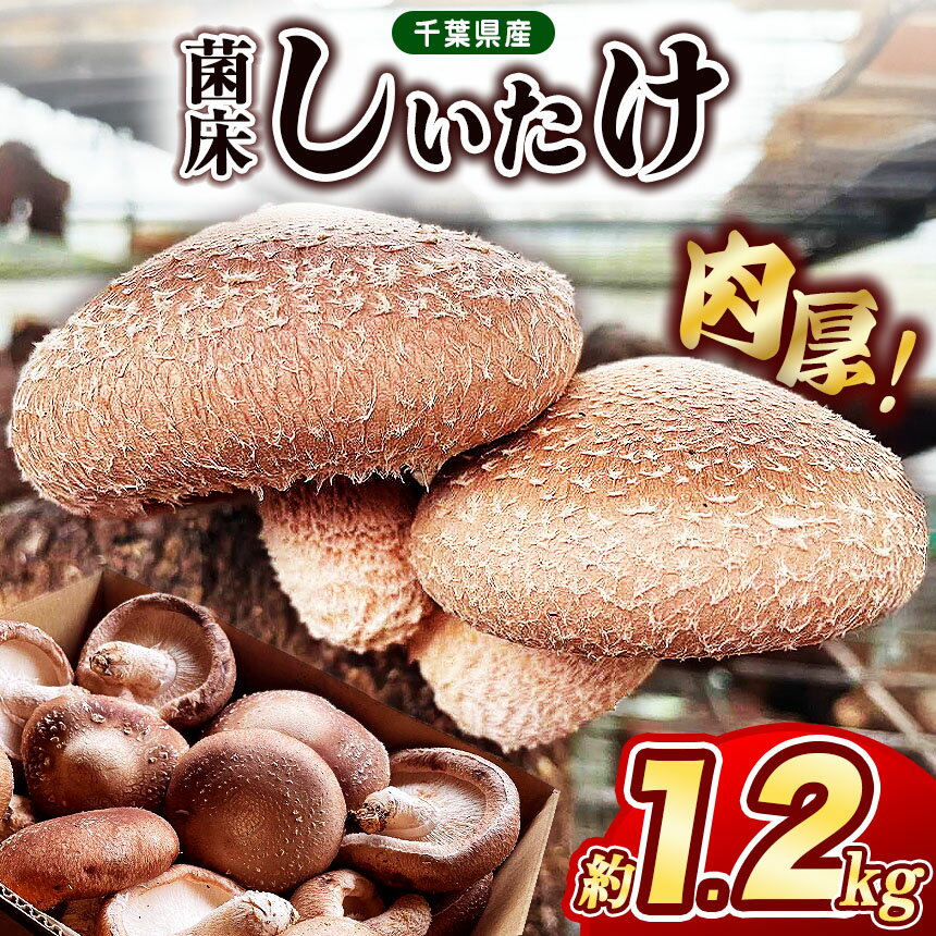 【ふるさと納税】【 先行予約 】菌床しいたけ 約1200g 伊藤農園 | 1.2キロ 大容量 野菜 きのこ キノコ しいたけ シイタケ 肉厚 バター焼き バーベキュー 食感がたまらない 千葉 君津 きみつ