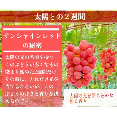 【2026年先行予約】サンシャインレッドとシャインマスカット　美味しい訳あり計1kg詰め合わせ【配送不可地域：離島】【1694812】
