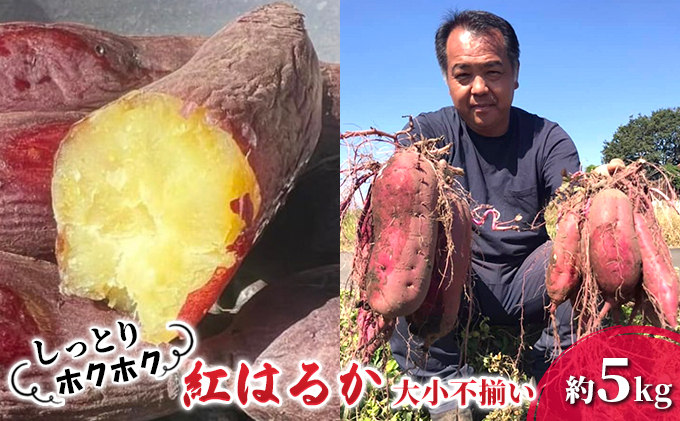 
                  さつまいも 紅はるか 熊本県 錦町産 約5kg 大中不揃い
                