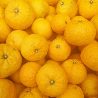 ふるさと納税 高知市 土佐山村のゆずぽん酢ゆずづくし/500ml×2・ゆず茶/430g×2セット【BS001】 |  | 03