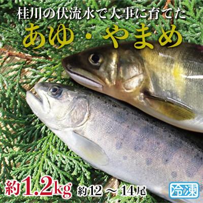 ふるさと納税 大月市 山梨県産　桂川の冷凍あゆ・やまめセット　計:約1.2kg(約12〜14尾)