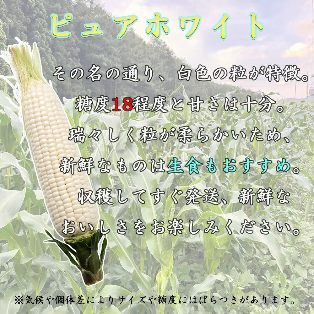 【先行予約】【期間限定】長野県長和町産 黒耀水育ちのあまいとうもろこし 人気品種「ピュアホワイト」10本入り とうもろこし セット 冷蔵便 新鮮スイートコーン4kg 朝採れトウモロコシ