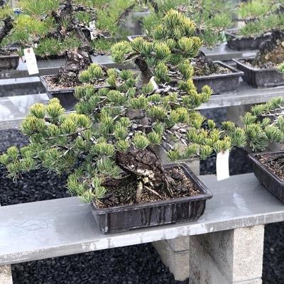 ふるさと納税 高松市 香川県高松市　仕立てる和三盆『箱盆』 |  | 03