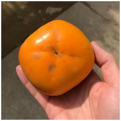 ふるさと納税 紀の川市 【2026年10月上旬以降発送】和歌山県産たねなし柿2kg(ご家庭用) |  | 02