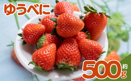 【ふるなび限定】坂本いちご農園 ゆうべに 約500g | 果物 くだもの フルーツ いちご 苺 イチゴ ゆうべに 500g 熊本県 玉名市【FN-Limited】