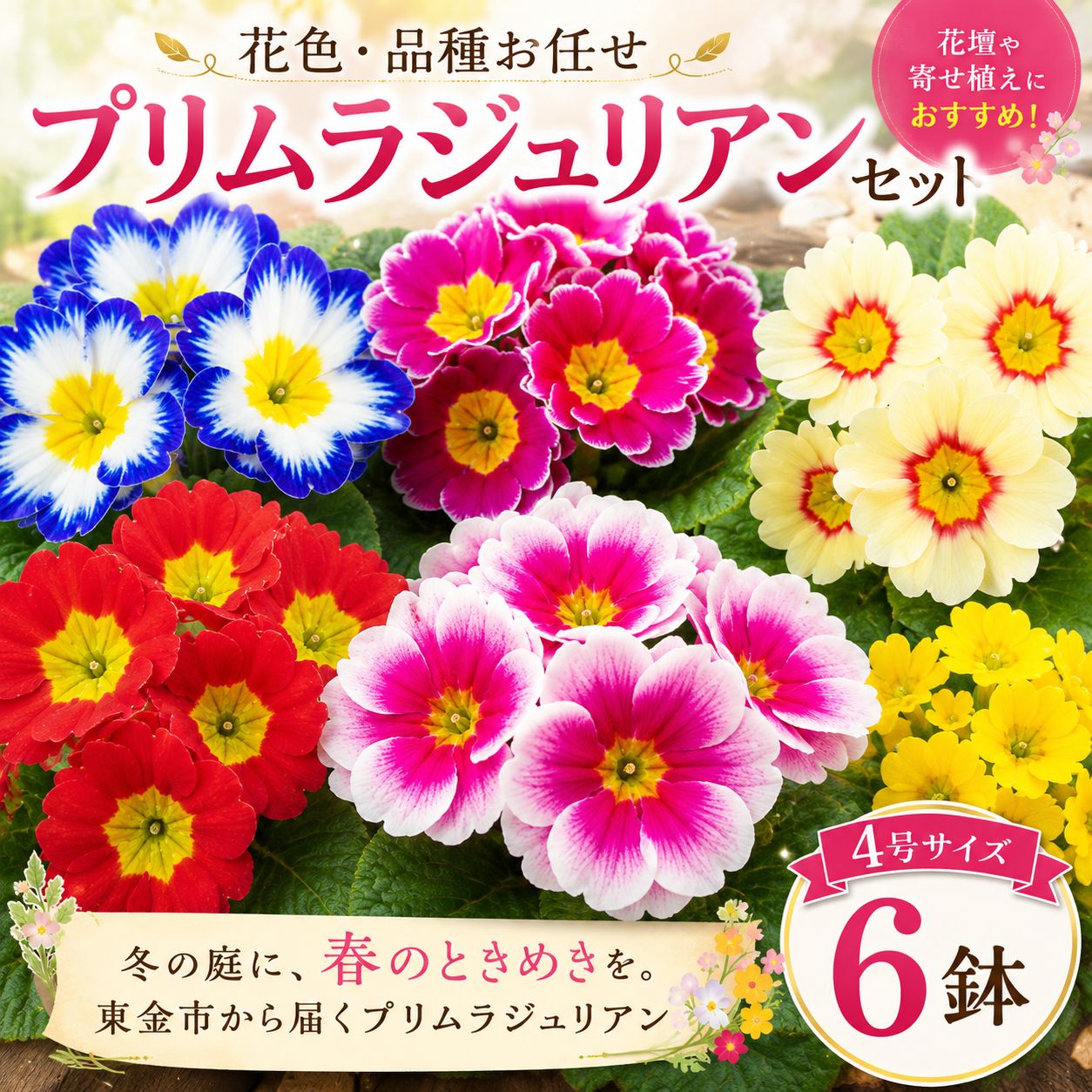 【ふるさと納税】 プリムラジュリアン 花色 品種 お任せ 4号 x 6鉢 花 フワラー ピンク 赤 むらさき 白 黄色 園芸 家庭園芸 花育て ベランダ 庭 花壇 寄植え プランター栽培 鉢植え 玄関 花苗 お花 温室 ガーデニング ギフト 贈答 プレゼント シーズン 季節 山岸 千葉 東金