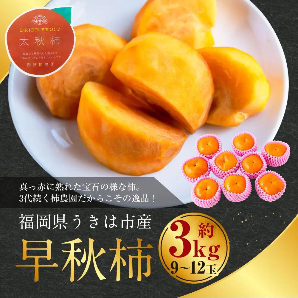 【先行予約】 西見柿農園 早秋柿 9玉から12玉 （約3kg） 【2025年10月上旬から10月中旬 出荷予定】 柿 かき カキ 早秋 そうしゅう 大玉 果物 くだもの フルーツ 果実 ジューシー 高