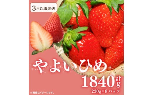 《3月～発送》先行予約 訳あり いちご やよいひめ 1840g 苺 ストロベリー 果物 フルーツ ケーキ ゼリー ジュース アイス シャーベット チョコ フルーツサンド いちご大福 大福 洋菓子 和菓子 スイーツ デザート ジャム 不揃い 規格外 家庭用 甘い 人気 おすすめ お取り寄せ グルメ 徳島県 阿波市 Berry Mate Farm
