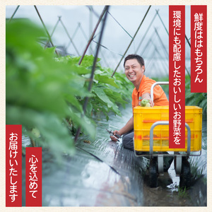 野菜 ブロッコリー サニーレタス 約2kg 詰め合わせ ブロッコリー サニーレタス