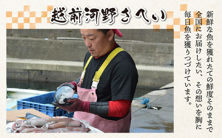 【定期便　隔月３回】【朝獲り】漁師厳選 鮮魚セット (小) 3種類以上 約1.5kg |   日本海 旬