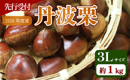 【先行予約 数量限定】2026年度産 丹波栗 3Lサイズ 1kg 和栗