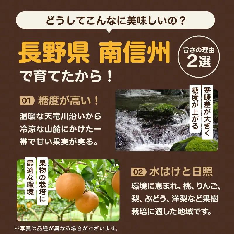 二十世紀 秀品 約5kg 8～16玉 ＜2026年9月上旬～順次発送＞ ＪＡみなみ信州ＤＭセンター飯田市