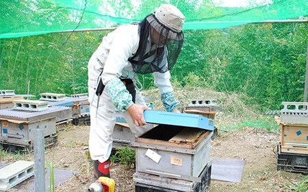 純国産  烏山椒 はちみつ 260g｜非加熱 純粋 天然 蜂蜜 単花蜜  からすざんしょう ハチミツ ギフト｜千葉県 君津市