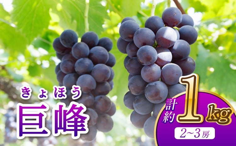 
            巨峰 2～3房 計約1kg 河野ぶどう園【8月中旬～8月下旬発送予定】
          