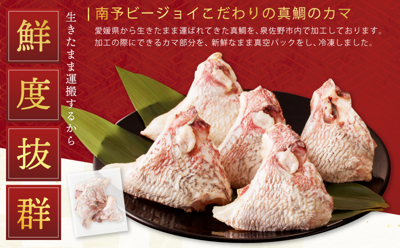 国産 活〆養殖 真鯛のカマ 合計1.2kg【小分け 300g×4P 訳あり サイズ不揃い 冷凍】 005A601