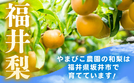 先行予約 豊水梨 3kg (3L～5Lサイズ) 6~8玉入り【2026年9月上旬～9月下旬発送】 梨 和梨 なし [A-21901_02]