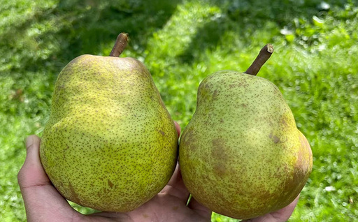 ～果物王国山形からの贈り物～ラ・フランス 秀 2kg FY26-037